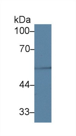 Invitrogen TUBB1 Polyclonal Antibody:Antibodies:Primary Antibodies