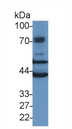 Invitrogen TUBB6 Polyclonal Antibody 200 &mu;L; Unconjugated:Antibodies,