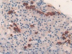 TUBD1 Polyclonal Antibody, Invitrogen 20 &mu;L; Unconjugated:Antibodies,