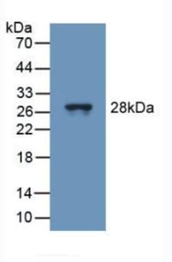 TUBD1 Polyclonal Antibody, Invitrogen 20 &mu;L; Unconjugated:Antibodies,
