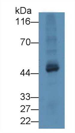 Invitrogen TUBD1 Polyclonal Antibody 200 &mu;L; Unconjugated:Antibodies,