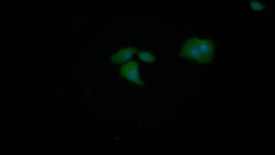 Invitrogen TPPP Polyclonal Antibody:Antibodies:Primary Antibodies
