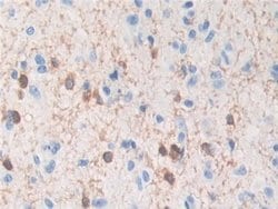 Invitrogen TPPP Polyclonal Antibody 20 &mu;L; Unconjugated:Antibodies,