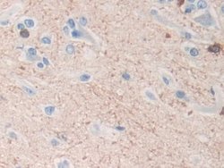 Invitrogen TPPP Polyclonal Antibody 20 &mu;L; Unconjugated:Antibodies,