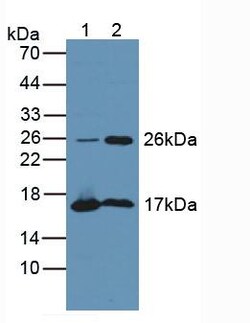 Invitrogen TPPP Polyclonal Antibody:Antibodies:Primary Antibodies