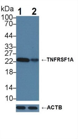 Invitrogen TNFR1 Polyclonal Antibody:Antibodies:Primary Antibodies