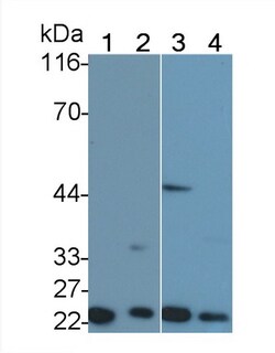Invitrogen TNFR1 Polyclonal Antibody:Antibodies:Primary Antibodies