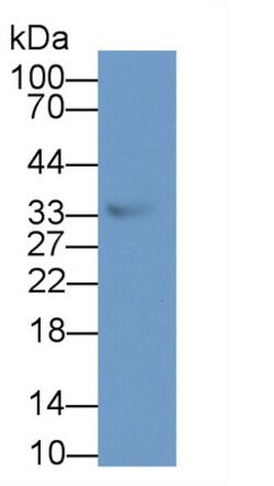 Invitrogen TSG Polyclonal Antibody 200 &mu;L; Unconjugated:Antibodies,
