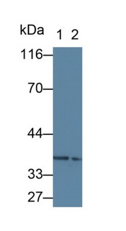 Invitrogen TSG Polyclonal Antibody 20 &mu;L; Unconjugated:Antibodies, Polyclonal