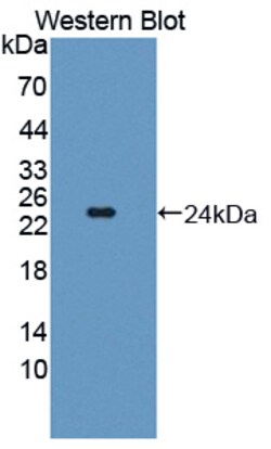 Invitrogen TSG Polyclonal Antibody 20 &mu;L; Unconjugated:Antibodies, Polyclonal