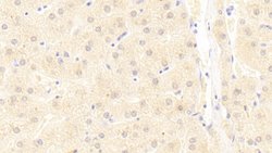 Invitrogen UBAP2 Polyclonal Antibody:Antibodies:Primary Antibodies