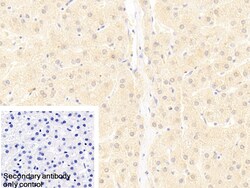 Invitrogen UBAP2 Polyclonal Antibody:Antibodies:Primary Antibodies