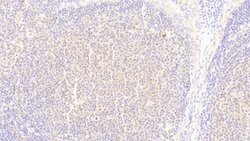 Invitrogen UBAP2 Polyclonal Antibody:Antibodies:Primary Antibodies