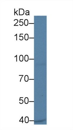 Invitrogen UBAP2 Polyclonal Antibody:Antibodies:Primary Antibodies