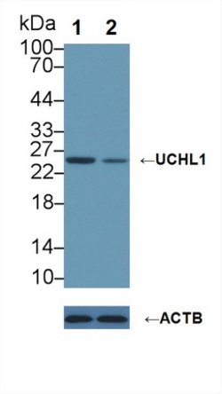Invitrogen PGP9.5 Polyclonal Antibody:Antibodies:Primary Antibodies