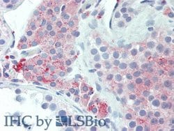 Invitrogen UCN2 Polyclonal Antibody 20 &mu;L; Unconjugated:Antibodies,