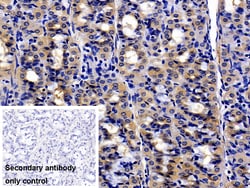 Invitrogen UCN2 Polyclonal Antibody 20 &mu;L; Unconjugated:Antibodies,
