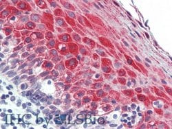 Invitrogen UCN2 Polyclonal Antibody 20 &mu;L; Unconjugated:Antibodies,