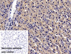Invitrogen UCN2 Polyclonal Antibody 20 &mu;L; Unconjugated:Antibodies,