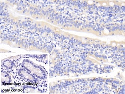 Invitrogen UCN2 Polyclonal Antibody 20 &mu;L; Unconjugated:Antibodies,