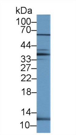 Invitrogen UCN2 Polyclonal Antibody 20 &mu;L; Unconjugated:Antibodies,