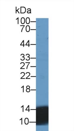 Invitrogen UCN2 Polyclonal Antibody 20 &mu;L; Unconjugated:Antibodies,
