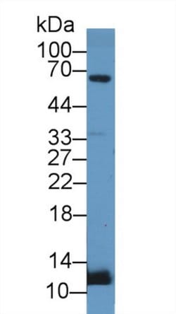 Invitrogen UCN2 Polyclonal Antibody 20 &mu;L; Unconjugated:Antibodies,