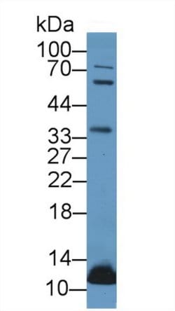 Invitrogen UCN2 Polyclonal Antibody 20 &mu;L; Unconjugated:Antibodies,
