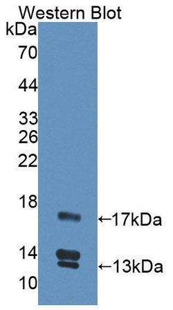 Invitrogen UCN2 Polyclonal Antibody 20 &mu;L; Unconjugated:Antibodies,
