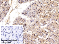 Invitrogen VCP Polyclonal Antibody 20 &mu;L; Unconjugated:Antibodies, Polyclonal