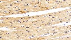 Invitrogen VCP Polyclonal Antibody 20 &mu;L; Unconjugated:Antibodies, Polyclonal