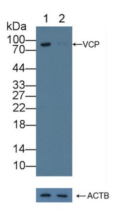 Invitrogen VCP Polyclonal Antibody 20 &mu;L; Unconjugated:Antibodies, Polyclonal
