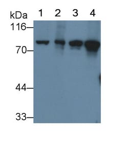Invitrogen VCP Polyclonal Antibody 20 &mu;L; Unconjugated:Antibodies, Polyclonal