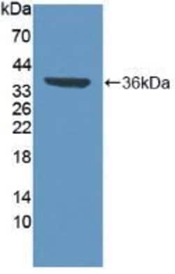 Invitrogen VCP Polyclonal Antibody 20 &mu;L; Unconjugated:Antibodies, Polyclonal