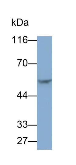 Invitrogen VNN1 Polyclonal Antibody 20 &mu;L; Unconjugated:Antibodies,