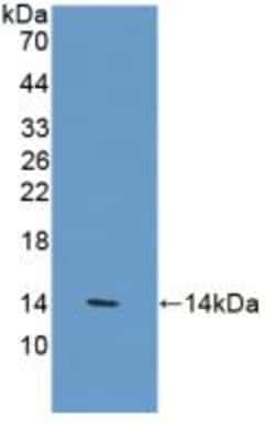 Invitrogen VNN1 Polyclonal Antibody 20 &mu;L; Unconjugated:Antibodies,