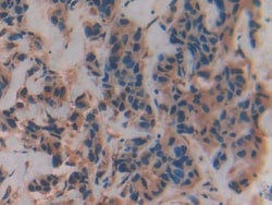 Invitrogen VAV3 Polyclonal Antibody 20 &mu;L; Unconjugated:Antibodies,