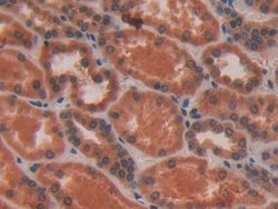 Invitrogen VAV3 Polyclonal Antibody 20 &mu;L; Unconjugated:Antibodies,