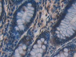 Invitrogen VAV3 Polyclonal Antibody 20 &mu;L; Unconjugated:Antibodies,
