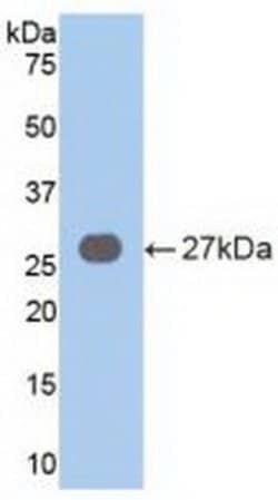 Invitrogen VAV3 Polyclonal Antibody 20 &mu;L; Unconjugated:Antibodies,