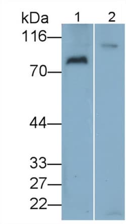 Invitrogen VAV3 Polyclonal Antibody 20 &mu;L; Unconjugated:Antibodies,