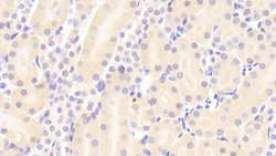 Invitrogen VWA1 Polyclonal Antibody 20 &mu;L; Unconjugated:Antibodies,