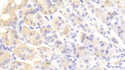 Invitrogen VWA1 Polyclonal Antibody 20 &mu;L; Unconjugated:Antibodies,