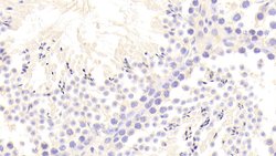 Invitrogen VWA1 Polyclonal Antibody 20 &mu;L; Unconjugated:Antibodies,