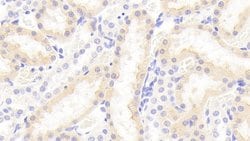 Invitrogen VWA1 Polyclonal Antibody:Antibodies:Primary Antibodies