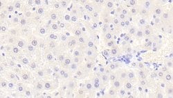 Invitrogen VWA1 Polyclonal Antibody:Antibodies:Primary Antibodies