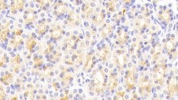 Invitrogen VWA1 Polyclonal Antibody:Antibodies:Primary Antibodies