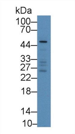 Invitrogen VWA1 Polyclonal Antibody:Antibodies:Primary Antibodies