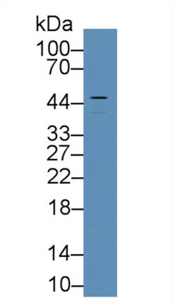 Invitrogen VWA1 Polyclonal Antibody:Antibodies:Primary Antibodies