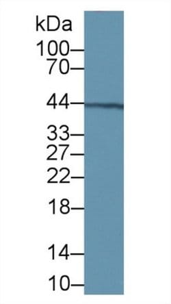 Invitrogen VWA1 Polyclonal Antibody:Antibodies:Primary Antibodies